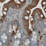 Merck Monoclonal Anti-APOA4 antibody produced in mouse