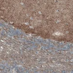 Merck Monoclonal Anti-THY1 antibody produced in mouse