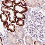 Merck Monoclonal Anti-CA12 antibody produced in mouse