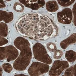 Merck Monoclonal Anti-NAPRT antibody produced in mouse