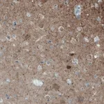 Merck Monoclonal Anti-NECAB2 antibody produced in mouse
