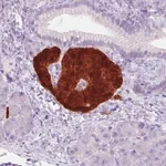 Merck Monoclonal Anti-SCGN antibody produced in mouse