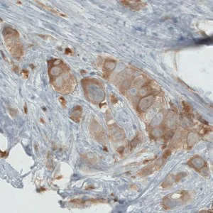 Merck Monoclonal Anti-PHGDH antibody produced in mouse