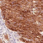 Merck Monoclonal Anti-STX7 antibody produced in mouse