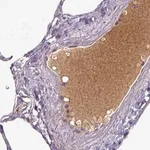 Merck Monoclonal Anti-APOL1 antibody produced in mouse
