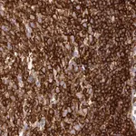 Merck Monoclonal Anti-CD45 antibody produced in mouse