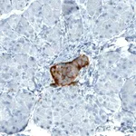 Merck Monoclonal Anti-TSPAN7 antibody produced in mouse