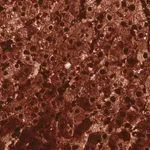 Merck Monoclonal Anti-ARG1 antibody produced in mouse