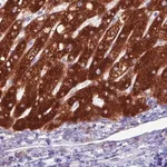Merck Monoclonal Anti-SLC27A5 antibody produced in mouse