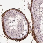 Merck Monoclonal Anti-FBN1 antibody produced in mouse