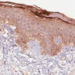 Merck Monoclonal Anti-RNASE7 antibody produced in mouse