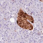 Merck Monoclonal Anti-CHGA antibody produced in mouse