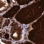 Merck Monoclonal Anti-TG antibody produced in mouse