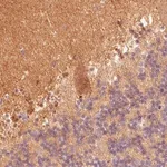 Merck Monoclonal Anti-FABP7 antibody produced in mouse
