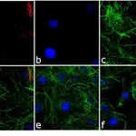 Thermo Fisher Scientific F(ab`)2-Goat anti-Rabbit IgG (H+L) Cross-Adsorbed Secondary Antibody, TRITC