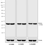 Thermo Fisher Scientific Goat anti-Rabbit IgG (H+L) Secondary Antibody, HRP