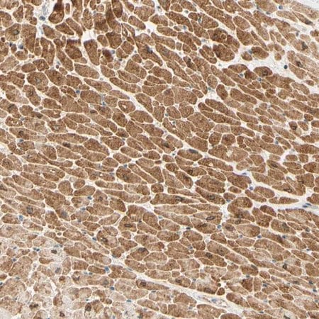 Merck Anti-ADAM17 antibody produced in rabbit