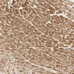 Merck Anti-ADAM17 antibody produced in rabbit