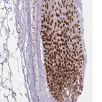 Merck Anti-HOXC13 antibody produced in rabbit