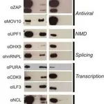 Merck Anti-ZC3HAV1 antibody produced in rabbit