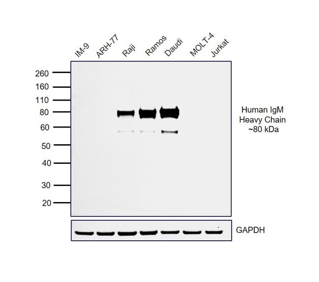 Thermo Fisher Scientific Goat anti-Human IgM (Heavy chain) Secondary Antibody, HRP