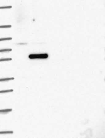 Merck Anti-COIL antibody produced in rabbit