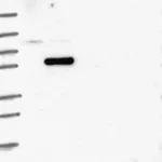 Merck Anti-COIL antibody produced in rabbit