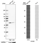 Merck Anti-HOXB2 antibody produced in rabbit
