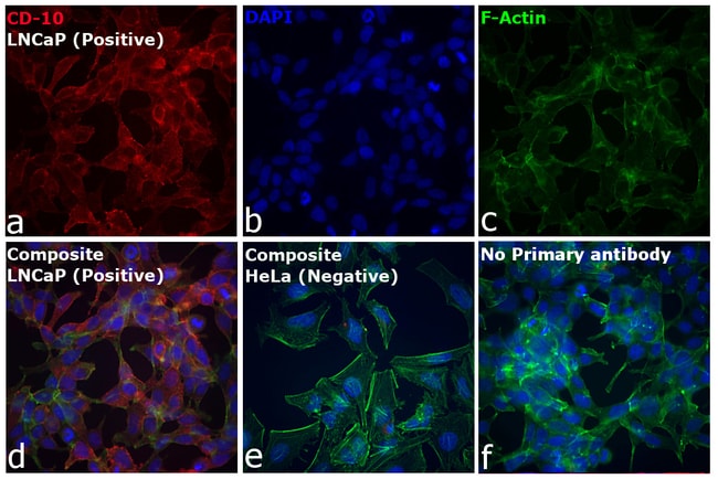 Thermo Fisher Scientific F(ab`)2-Rabbit anti-Goat IgG (H+L) Secondary Antibody, Qdot 655