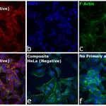 Thermo Fisher Scientific F(ab`)2-Rabbit anti-Goat IgG (H+L) Secondary Antibody, Qdot 655