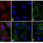 Thermo Fisher Scientific Goat anti-Rat IgG (H+L) Cross-Adsorbed Secondary Antibody, Cyanine5