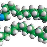 Merck NBD 18:0 Ceramide