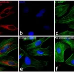 Thermo Fisher Scientific F(ab`)2-Goat anti-Rabbit IgG (H+L) Secondary Antibody, Qdot 585