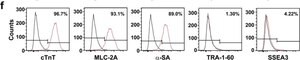 Merck ANTI-ALPHA-ACTININ (SARCOMERIC) ANTIBODY