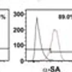 Merck ANTI-ALPHA-ACTININ (SARCOMERIC) ANTIBODY