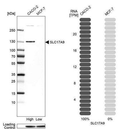 Merck Anti-SLC17A9 antibody produced in rabbit