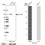 Merck Anti-SLC17A9 antibody produced in rabbit