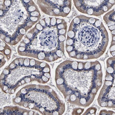 Merck Anti-PDLIM4 antibody produced in rabbit