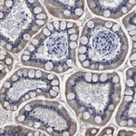 Merck Anti-PDLIM4 antibody produced in rabbit