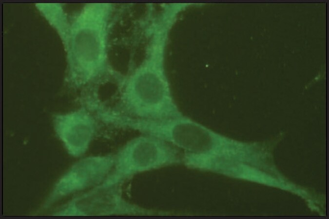 Merck Anti-Rab7 antibody produced in rabbit