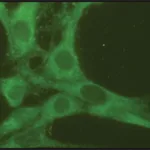 Merck Anti-Rab7 antibody produced in rabbit