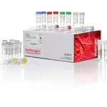 Thermo Fisher Scientific FirstChoice RLM-RACE Kit, 1 Kit