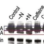 Merck MONOCLONAL ANTI-HA TAG, CLONE HA-7