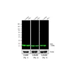Thermo Fisher Scientific Goat anti-Mouse IgG (H+L) Cross-Adsorbed Secondary Antibody, DyLight 800