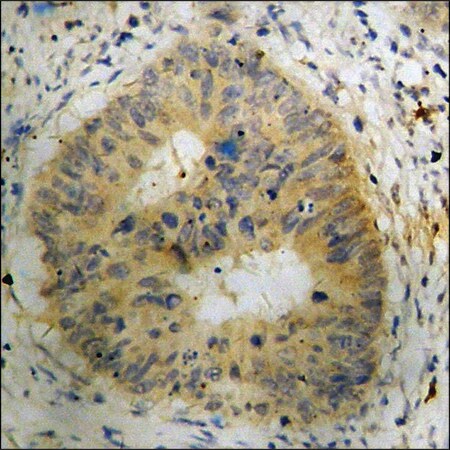 Merck Anti-phospho-BAD (pSer112) antibody produced in rabbit