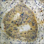 Merck Anti-phospho-BAD (pSer112) antibody produced in rabbit