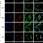 Thermo Fisher Scientific Rabbit anti-Goat IgG (H+L) Cross-Adsorbed Secondary Antibody, Alexa Fluor 488