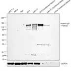 Thermo Fisher Scientific Sheep anti-Human IgG (H+L) Secondary Antibody, HRP
