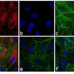 Thermo Fisher Scientific Goat anti-Rat IgG (H+L) Cross-Adsorbed Secondary Antibody, DyLight 550