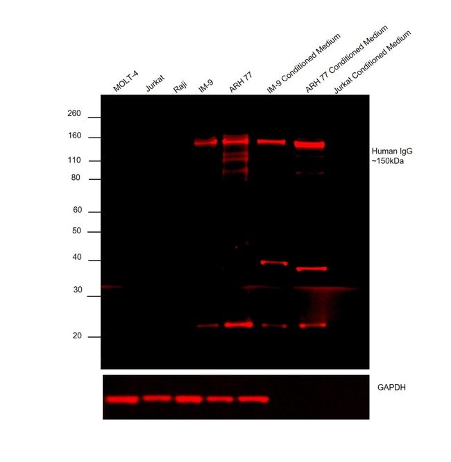 Thermo Fisher Scientific Goat anti-Human IgG (H+L) Cross-Adsorbed Secondary Antibody, Alexa Fluor 647